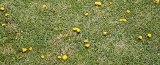 Lawn: more than just watering! Tips for maintaining green grass.