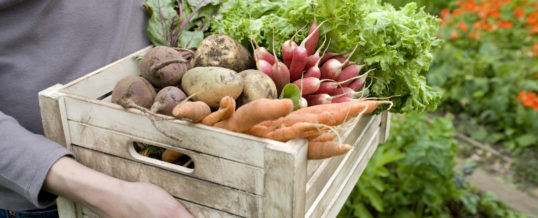 Watering Tips for your Vegetable Garden